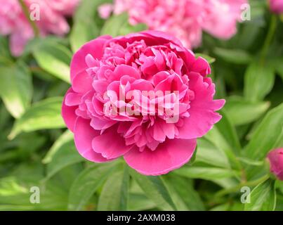 Pinkfarbene Pfirsich. Die pinkfarbenen Ponys sind in der Nähe. Stockfoto