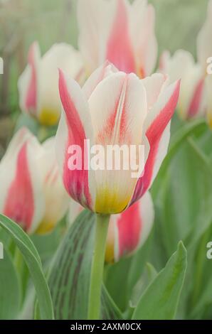 Rote Tulpe breit mit Weiß umrandet. Große Blumen an kurzen stabilen Stielen Stockfoto