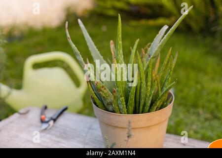 Kranke Aloe vera Pflanzen Nahrung durch Schnecken Stockfoto