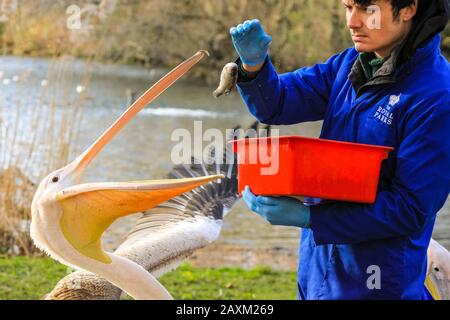 St James's Park, London, 12. Februar 2020. Isla, Tiffany und Gargi, drei der sechs dort lebenden großen weißen Pelikane (Pelecanus onocrotalus) im St. James's Park, genießen frischen Fisch, den ihnen ein Royal Parks Keeper für zusätzliche Winterfütterung zuwirft. Die Pelikane wurden 1664 als Geschenk des russischen Botschafters in den Park eingeführt und sind frei zu wandern, aber selten außerhalb des Seengebietes zu wagen. Bild: Imageplotter/Alamy Live News Stockfoto