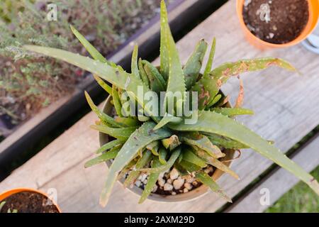 Kranke Aloe vera Pflanzen Nahrung durch Schnecken Stockfoto