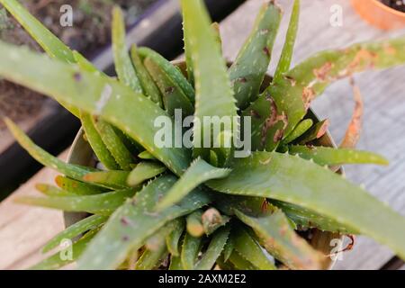 Kranke Aloe vera Pflanzen Nahrung durch Schnecken Stockfoto