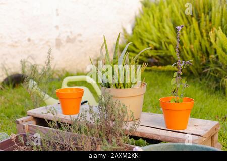 Kranke Aloe vera Pflanzen Nahrung durch Schnecken Stockfoto