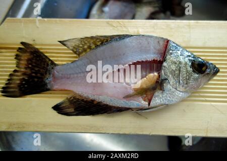 Innere Organe eines Krappfischs Stockfoto