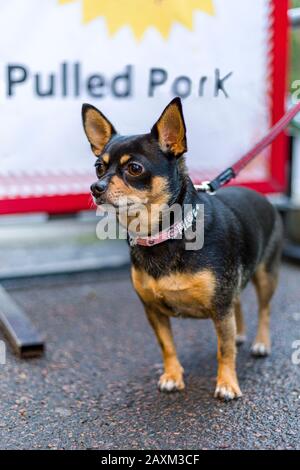 Kleiner schwarzer Chihuahua-Hund mit Leine, die außerhalb des Ladens gebunden ist und vor dem Schild, das "Gezogenes Schweinefleisch" liest, aufmerksam wegschaut Stockfoto