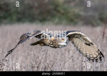 Eurasische Adler-Eule (Bubo bubo), die über einer Winterwiese fliegt Stockfoto