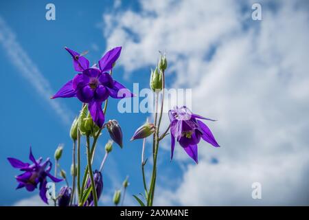 Wunderschöne Blumen in der Motorhaube des violetten Granny mit blauem Himmel Stockfoto