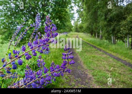 Farbenfrohe lila Lupinen, die in Schottland wild wachsen Stockfoto