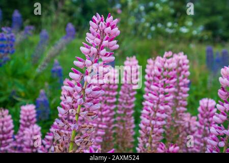 Bunte Lupinen, die in Schottland wild werden Stockfoto
