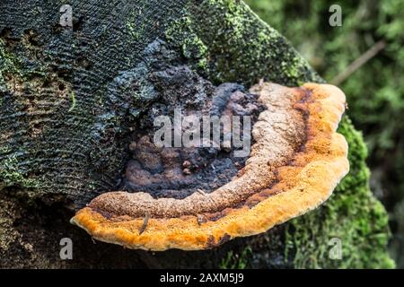 Zersetzter Pilz auf abgestorbenem Baumstamm Stockfoto