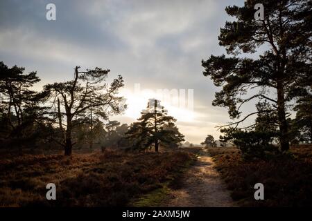 Öffentlicher Fußweg zum Parkplatz, Sutton Heath, Suffolk, England. Stockfoto