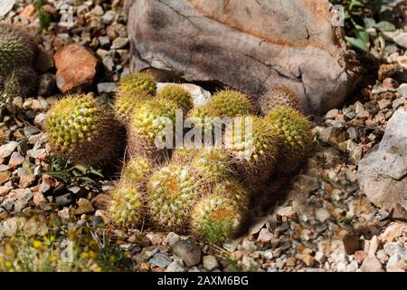 Ein Blick auf Pincushion Cactus, Mammillaria marksiana Stockfoto