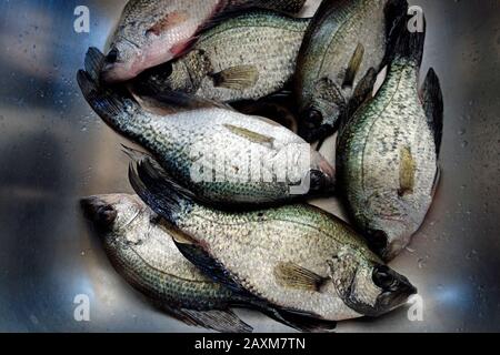 Ein Durcheinander von Krappfischen in einem Waschbecken Stockfoto