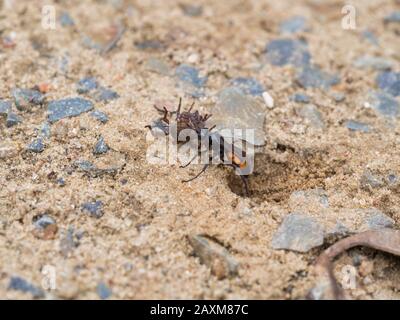 Schwarz gebänderte Spinnenwespe, weiblich, Anoplius viaticus, mit gelähmter Spinne Stockfoto