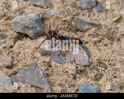 Schwarz gebänderte Spinnenwespe, weiblich, Anoplius viaticus, mit gelähmter Spinne Stockfoto