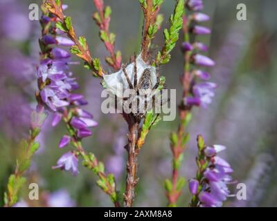 Luchsspinne, Oxyopes ramosus, weiblich, auf ihrem Kokon sitzend Stockfoto