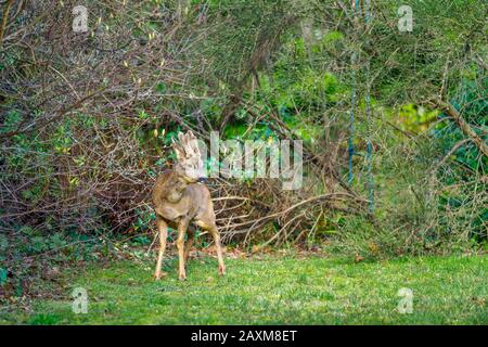 Urbane Tierwelt: Ein männliches Rehe (Capreolus Capreolus) mit Samtgehweih steht im Winter in einem vorstädtischen Hintergarten in Surrey, Großbritannien Stockfoto