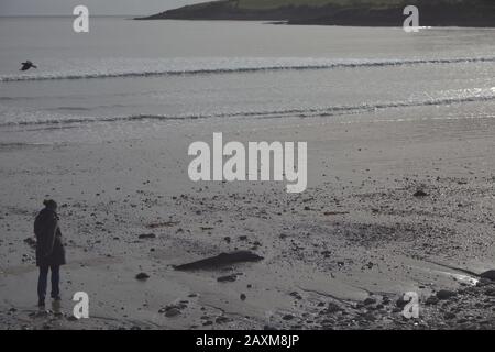 Ein gewöhnlicher Delphinus delphinus delphis wäscht sich an einem Strand in Cork in Irland auf Stockfoto