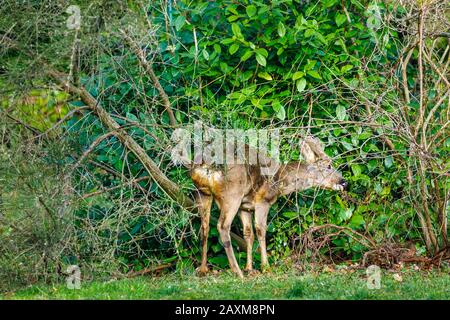 Urbane Tierwelt: Ein männliches Rehe (Capreolus Capreolus) mit Samtweih steht im Winter in einem Vorstadt-Garten in Surrey, Großbritannien, zum Essen von Blättern Stockfoto