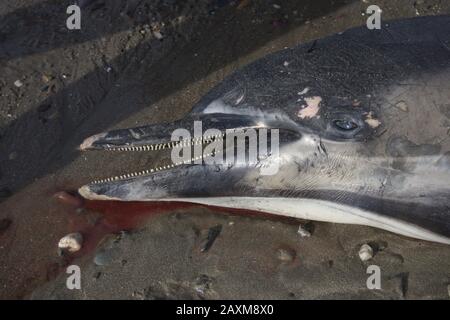 Ein gewöhnlicher Delphinus delphinus delphis wäscht sich an einem Strand in Cork in Irland auf Stockfoto