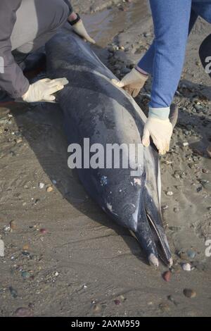 Ein gewöhnlicher Delphinus delphinus delphis wäscht sich an einem Strand in Cork in Irland auf Stockfoto