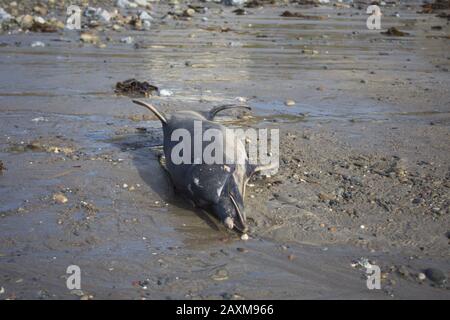 Ein gewöhnlicher Delphinus delphinus delphis wäscht sich an einem Strand in Cork in Irland auf Stockfoto