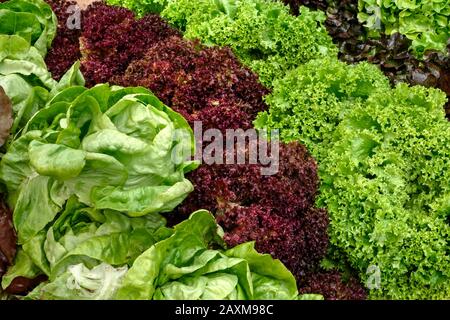 Salatangebot auf dem Sonntagsmarkt in Pollenca, Mallorca, Balearen, Spanien Stockfoto