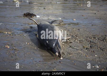 Ein gewöhnlicher Delphinus delphinus delphis wäscht sich an einem Strand in Cork in Irland auf Stockfoto