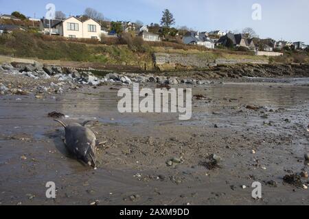 Ein gewöhnlicher Delphinus delphinus delphis wäscht sich an einem Strand in Cork in Irland auf Stockfoto