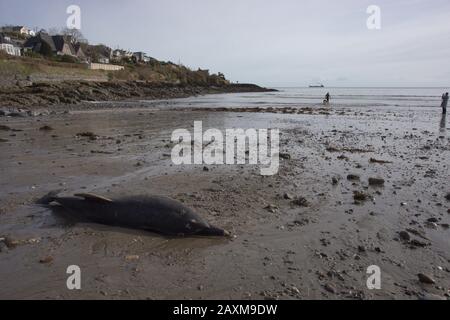 Ein gewöhnlicher Delphinus delphinus delphis wäscht sich an einem Strand in Cork in Irland auf Stockfoto