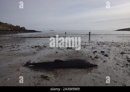 Ein gewöhnlicher Delphinus delphinus delphis wäscht sich an einem Strand in Cork in Irland auf Stockfoto