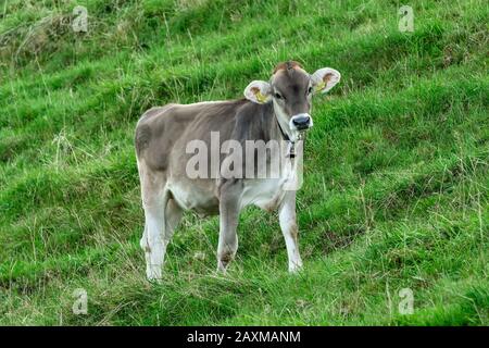 Kleines Kalb auf der Weide, Oberstdorf, im Allgäuer, Bayern, Deutschland Stockfoto