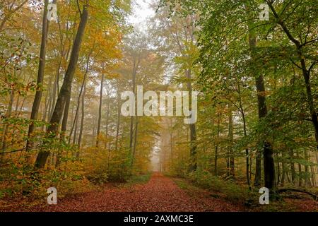 Herbst im Buchenwald bei Freudenburg, Saargau, Rheinland-Pfalz, Deutschland Stockfoto