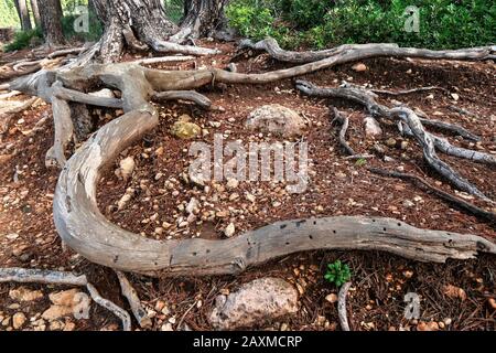 Wurzeln von Kiefern in Cap Formentor, Mallorca, Balearen, Spanien Stockfoto