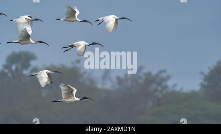 Herde des heiligen schwärzlichen Ibis threskiornis melanocephalus im Flug Stockfoto