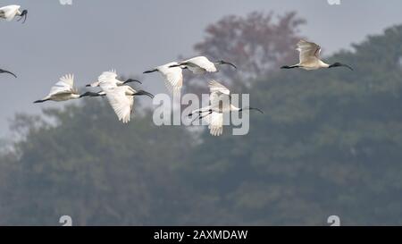 Herde des heiligen schwärzlichen Ibis threskiornis melanocephalus im Flug Stockfoto