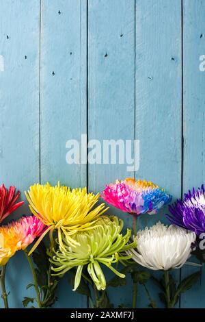 Verschiedene bunte Blumen Blumenstrauß auf blauem Holzhintergrund.Kopieren Sie Raum Stockfoto