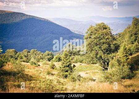 Bäume wachsen an einem Berghang an einem Sommertag, so der Filter Stockfoto