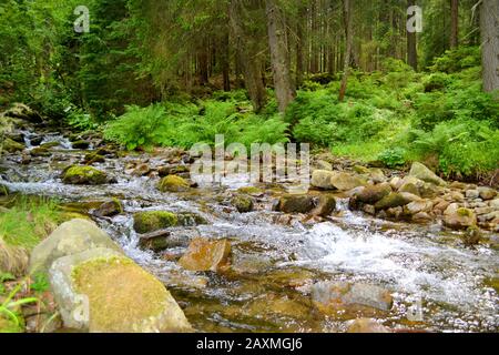 Fluss mit Steinen und Farnen im Wald im Sommertag Stockfoto