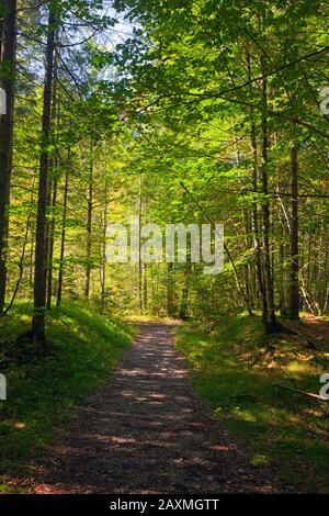 light-flooded forest with path Stockfoto