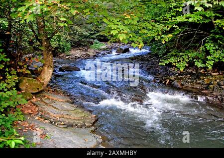 Fluss in den Bergen Karpaten fließt durch Stromschnellen Felsen am Ufer wachsenden Baum mit grünen Blättern Stockfoto