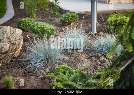 Im Garten wächst das fescue blau (grau) (Festuca cinerea), landschaftlich gestaltet. Stockfoto