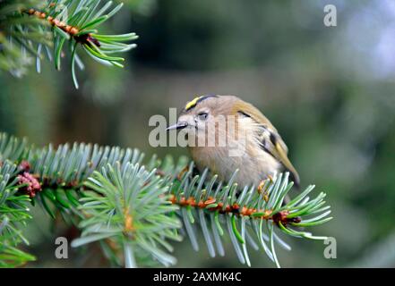 Goldcrest, im Nadelwald Stockfoto