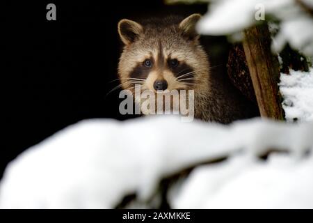 Rennrodler im Winter Stockfoto