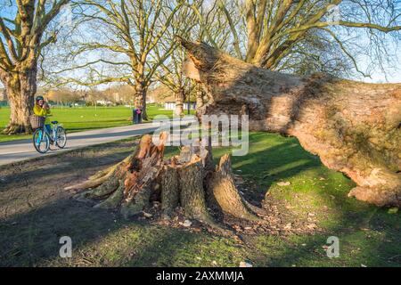 London Plane Baumschäden auf Jesus Green von Storm Ciara. Die Bäume auf Jesus Lock to Midsummer Common Path sind seit 1913 dort. Cambridge. GROSSBRITANNIEN. Stockfoto