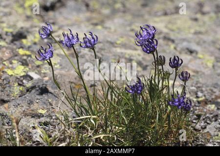 Halbkugelige Rapunzel, Phyteuma hemisphaericum Stockfoto