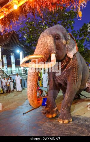 Kataragama, Sri Lanka – Januar 2020: Ein Elefant, der am 18. Januar 2020 an den Pilgergaben im Maha Devale Hindu-Heiligtum teilnahm Stockfoto