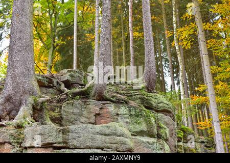 Herbstwald. Fichten und buchen im Herbstwald. Interessantes Foto, auf dem Bäume aus dem Felsen wachsen. Stockfoto
