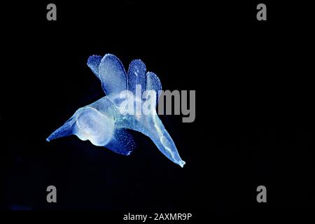 Ein Löwenmähne Nudibranch (Melibe leonina) schwimmt im offenen Wasser in der Nähe eines Kelpforstes auf den Kanalinseln vor Südkalifornien. Stockfoto