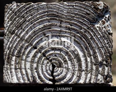 Ein Nah-Makro-Detail aus veraltertem Baumholz Holzholz Schnitt Querschnitt rund Kreise Ringe Muster wellig nach außen Stockfoto